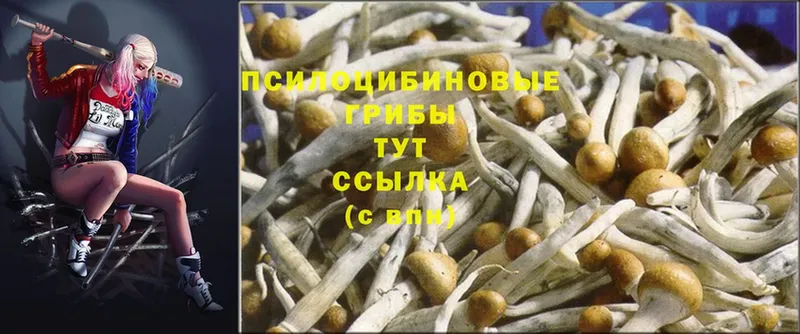 Псилоцибиновые грибы Cubensis  Нестеровская 